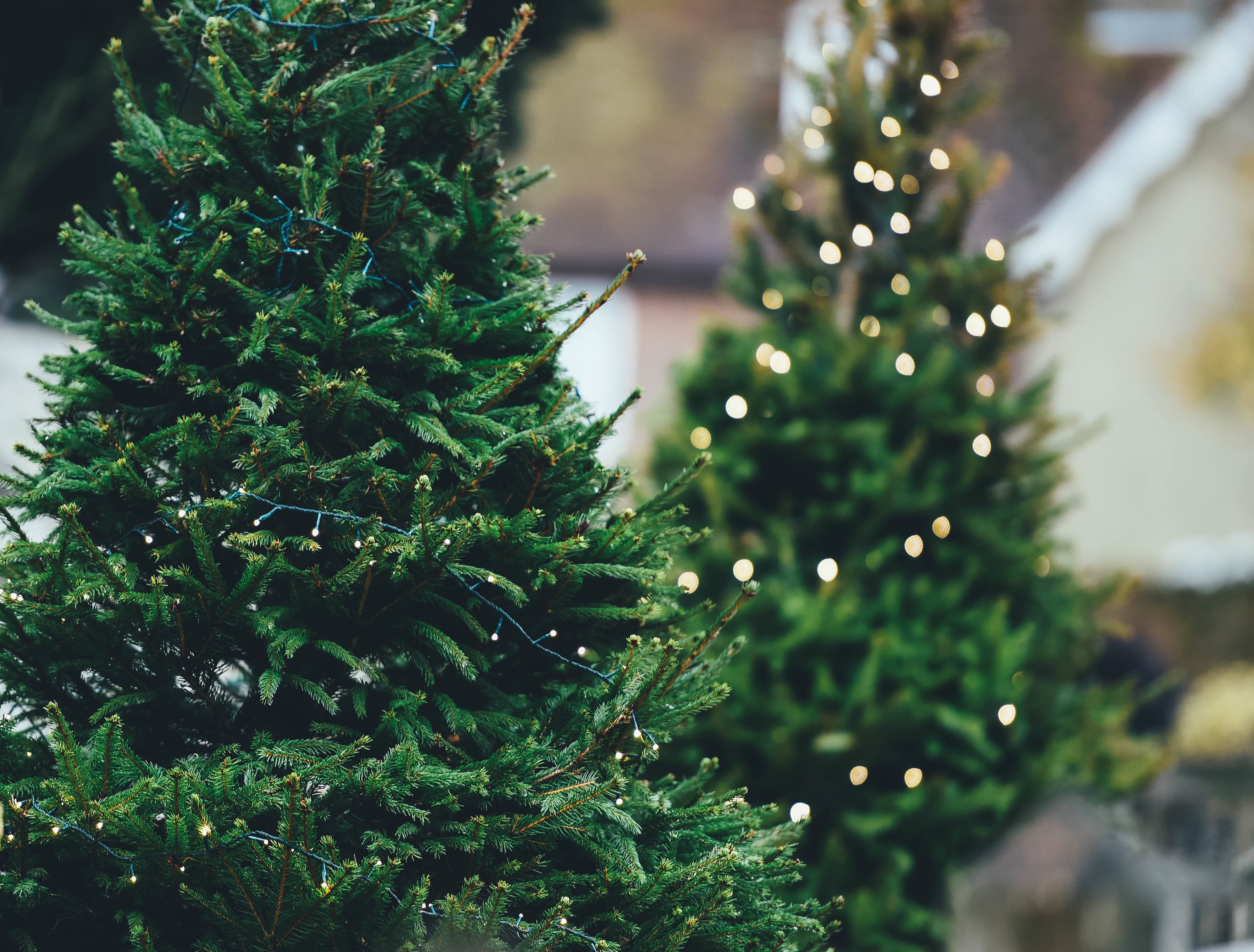 Elegir qué árbol presidirá tu casa en Navidad es difícil, pero te damos algunos consejos que harán que la elección sea más fácil.
