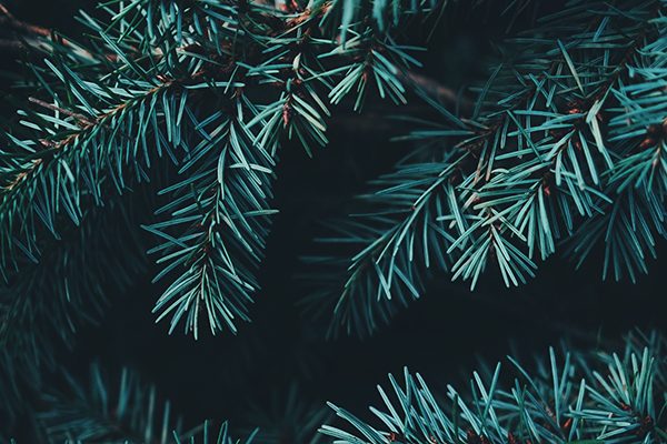 árbol navidad sostenible